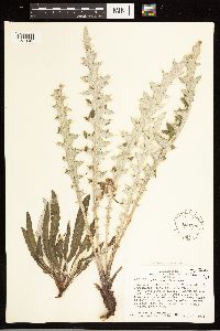 Cirsium clavatum var. americanum image
