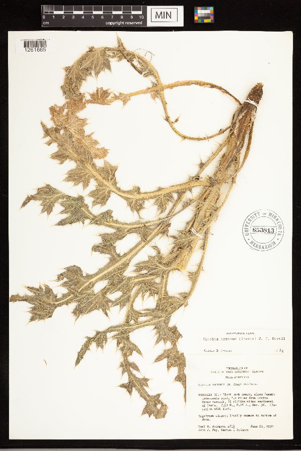 Cirsium cymosum var. cymosum image