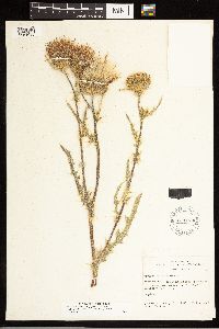 Cirsium cymosum var. cymosum image