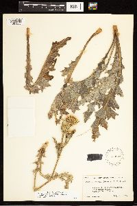 Cirsium cymosum var. cymosum image