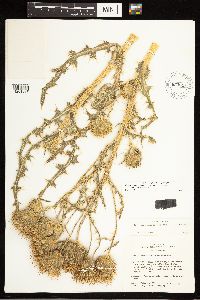 Cirsium cymosum var. cymosum image
