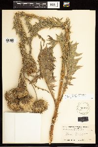 Cirsium cymosum var. cymosum image