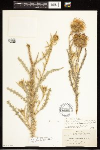 Cirsium cymosum var. cymosum image