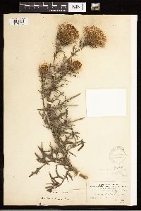 thumbnail image of current specimen