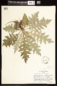 thumbnail image of current specimen