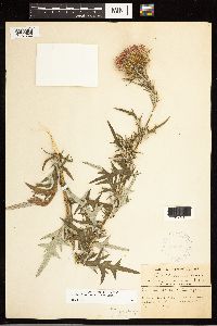 thumbnail image of current specimen