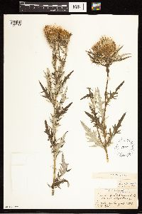 thumbnail image of current specimen