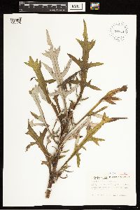 thumbnail image of current specimen