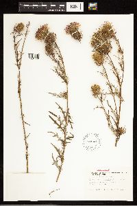 thumbnail image of current specimen
