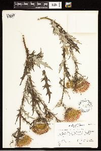 thumbnail image of current specimen