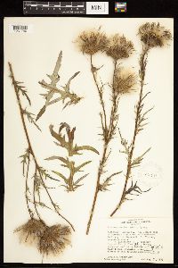 thumbnail image of current specimen