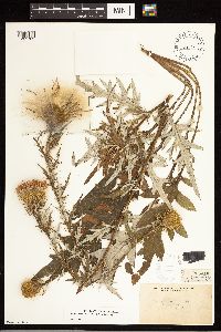 thumbnail image of current specimen