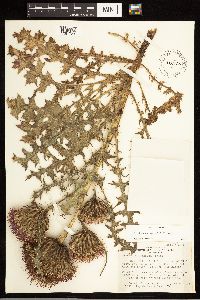 Cirsium drummondii image