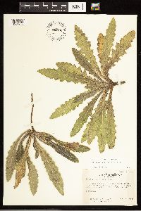 Cirsium drummondii image