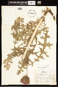 Cirsium drummondii image