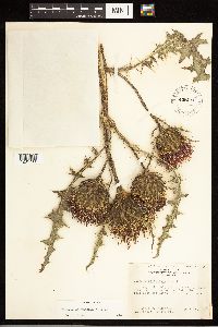 Cirsium drummondii image
