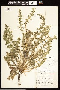 Cirsium drummondii image
