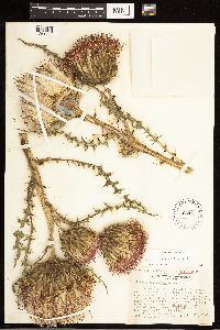 Cirsium drummondii image