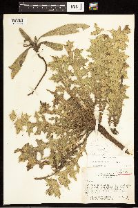 Cirsium drummondii image