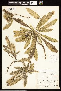 Cirsium drummondii image