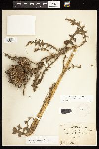 Cirsium drummondii image