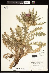Cirsium drummondii image