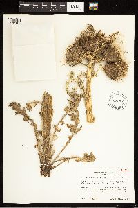 Cirsium drummondii image