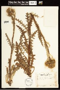 Cirsium eatonii var. eriocephalum image