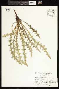 Cirsium eatonii var. eriocephalum image