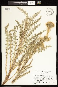 Cirsium eatonii var. eriocephalum image