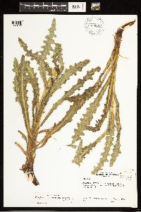 Cirsium eatonii var. eriocephalum image