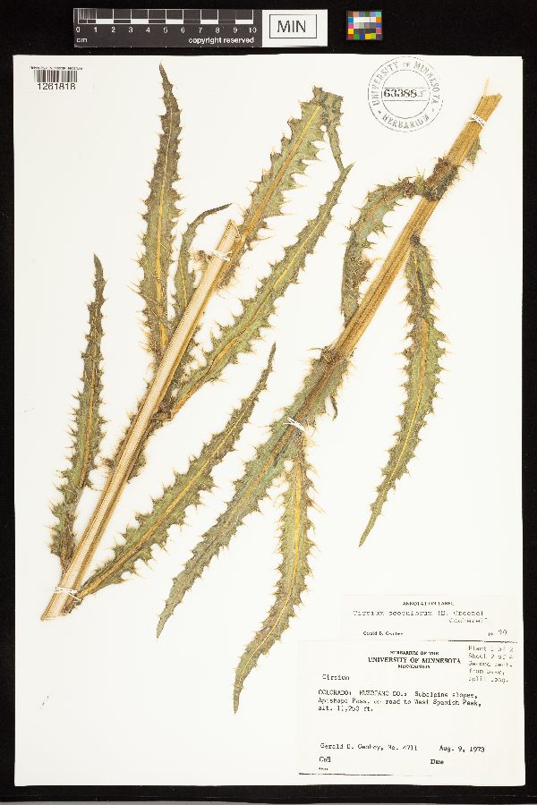 Cirsium eatonii var. eriocephalum image