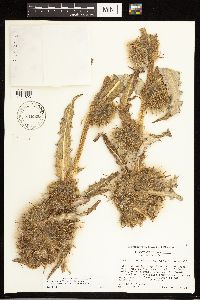 Cirsium eatonii var. eriocephalum image