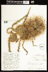 Cirsium eatonii var. eriocephalum image