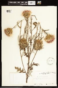 Cirsium engelmannii image