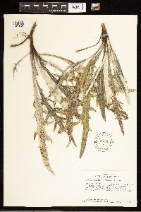 Cirsium flodmanii image