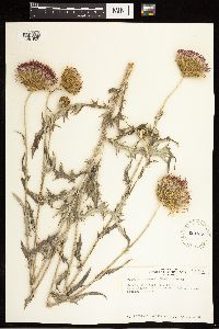 Cirsium flodmanii image