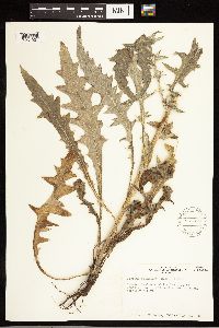 Cirsium flodmanii image
