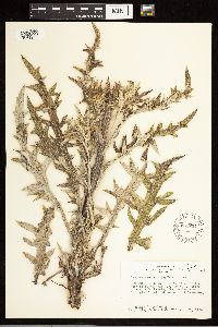 Cirsium flodmanii image