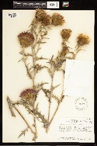 Cirsium flodmanii image