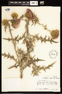 Cirsium flodmanii image