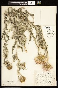 Cirsium flodmanii image