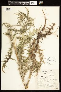 Cirsium flodmanii image