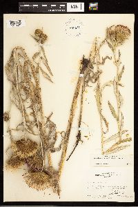 Cirsium flodmanii image