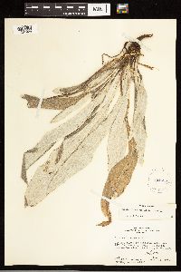 Cirsium flodmanii image