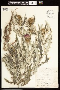 Cirsium flodmanii image