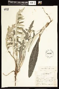 Cirsium flodmanii image