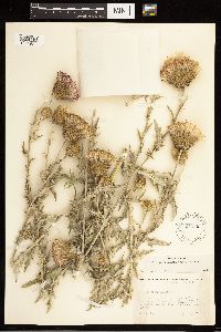 Cirsium flodmanii image