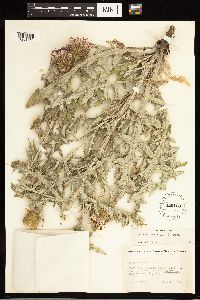 Cirsium flodmanii image