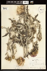 Cirsium flodmanii image